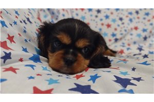 Olivia - Cavalier King Charles Spaniel for sale
