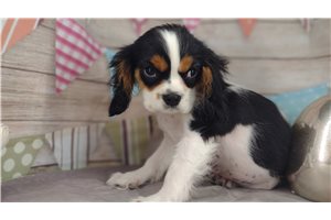 Casanova - puppy for sale