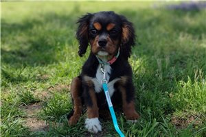 Charles - puppy for sale