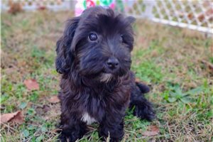 Charlotte - Havapoo for sale