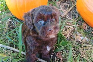 Louanne - puppy for sale