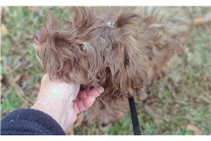 Dusty - Havapoo for sale