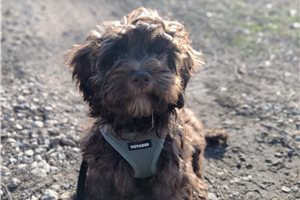 Chuck - Havapoo for sale