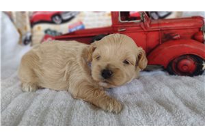 Nico - puppy for sale
