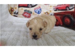 Nevaeh - Malti Poo - Maltipoo for sale