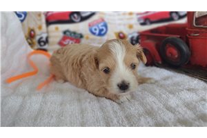 Nancy - puppy for sale