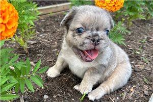 Grey - puppy for sale