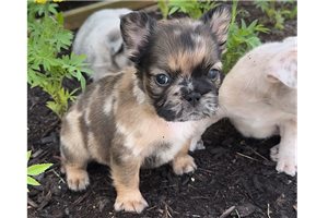 Cove - puppy for sale