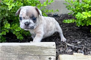 Turbo - puppy for sale