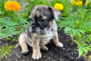 Tank - puppy for sale