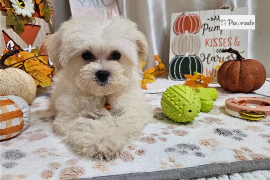 Farley - Maltipoo for sale