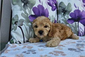 Baxter - Cavapoo for sale