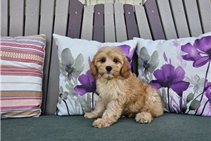 Bentley - Cavapoo for sale
