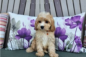 Buster - Cavapoo for sale