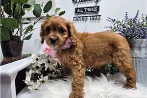 Kara - Cavapoo for sale