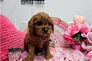 Karina - Cavapoo for sale