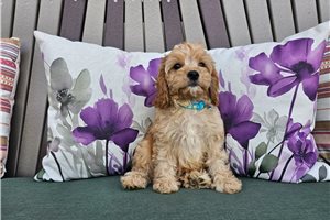 Baxter - Cavapoo for sale
