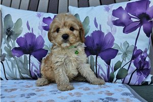 Bentley - Cavapoo for sale