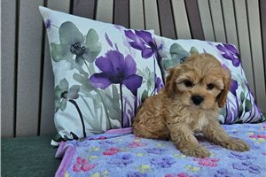 Layla - Cavapoo for sale