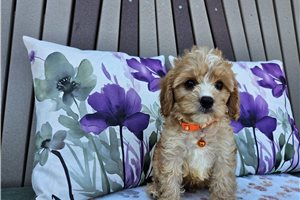 Buster - Cavapoo for sale