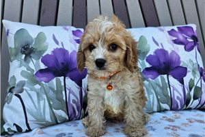 Buster - puppy for sale