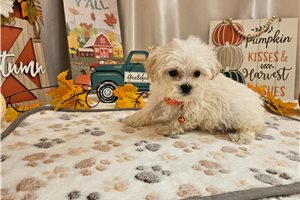Farley - Maltipoo for sale