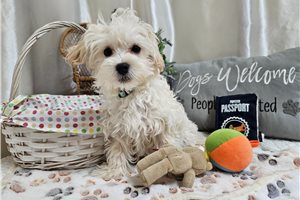 Donald - Malti Poo - Maltipoo for sale