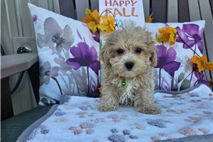Bentley - Maltipoo for sale