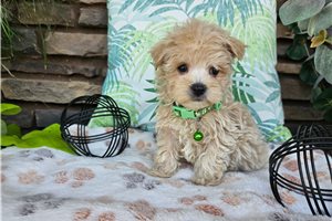 Logan - Malti Poo - Maltipoo for sale