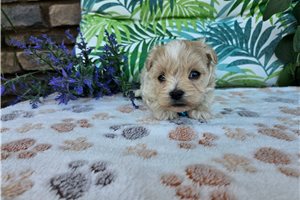 London - Malti Poo - Maltipoo for sale