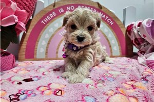 Sophie - puppy for sale