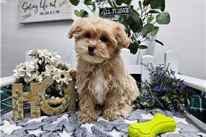Rover - Malti Poo - Maltipoo for sale