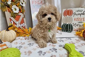 Bentley - Malti Poo - Maltipoo for sale