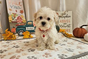 Frost - puppy for sale