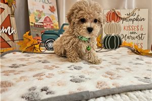 Forest - puppy for sale