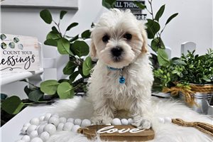 Donald - Malti Poo - Maltipoo for sale