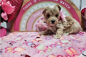 Savanna - puppy for sale