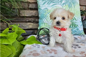 Luka - Malti Poo - Maltipoo for sale