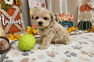 Bullet - Maltipoo for sale