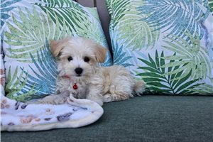 Luka - Malti Poo - Maltipoo for sale