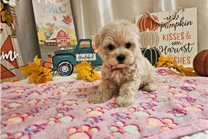 Buttercup - puppy for sale