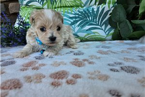 London - puppy for sale