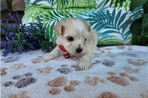 Luka - Malti Poo - Maltipoo for sale