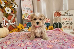 Faith - puppy for sale