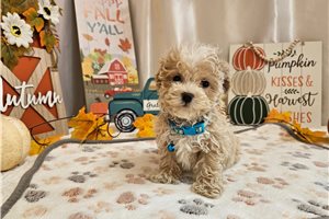 Franky - puppy for sale