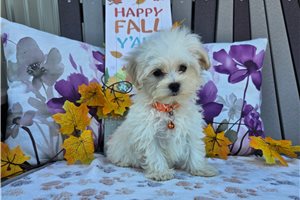 Farley - Maltipoo for sale