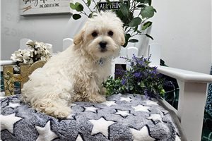 Donald - Malti Poo - Maltipoo for sale