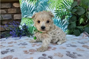 Logan - Malti Poo - Maltipoo for sale