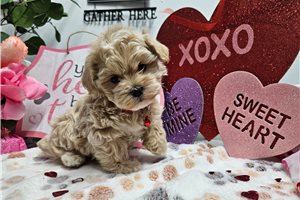 Diamond - Malti Poo - Maltipoo for sale