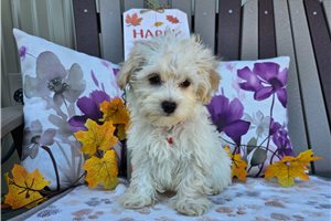 Frost - Maltipoo for sale